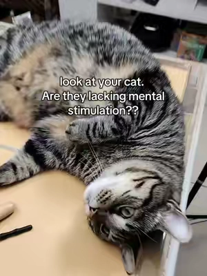 Your cat’s not lazy… they’re just bored 🐾 This little thing keeps mine entertained for HOURS! 🐱✨ #interactivecattoy #cattoys #boredcat #catsoftiktok #indoorcat #tiktokmademebuyit #cats #PetsOfTikTok 