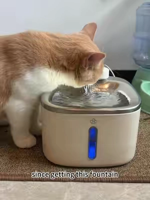 #cat #kitty #cats #dog 