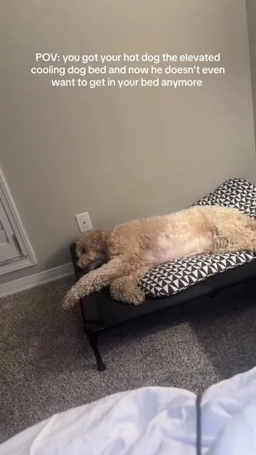 Keeps him cool, keeps his bones and joints off the hard ground, easy to clean and doesn’t hold an odor like fluffy dog beds, and he looooves it #dogbed #coolingdogbed #easycleandogbed #elevateddogbed #orthopedicdogbed 