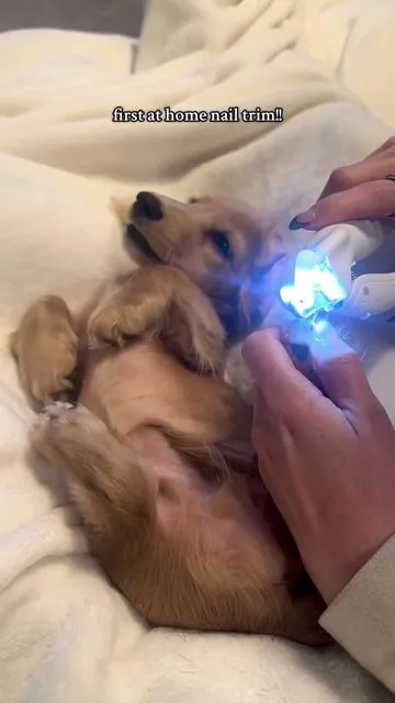 Trimming their nails has always scared me but this was actually so easy i’m obsessed 🤩  No more paying the vet for nail trims 😆 #dachshundpuppy #dogproducts #petgrooming #minidachshund #newpuppy 