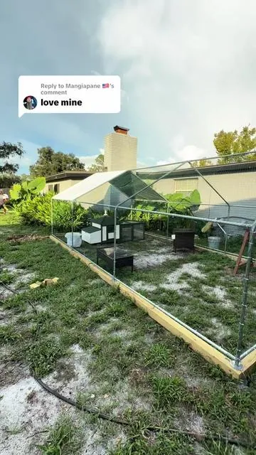 Replying to @Mangiapane 🇺🇲 after using this chicken run for a few weeks now I am so impressed with the quality of this and blown away by the price! #chickenrun #chickencoop #backyardchickens #petchickens #chickensoftiktok 