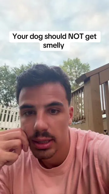 Smelly dogs 