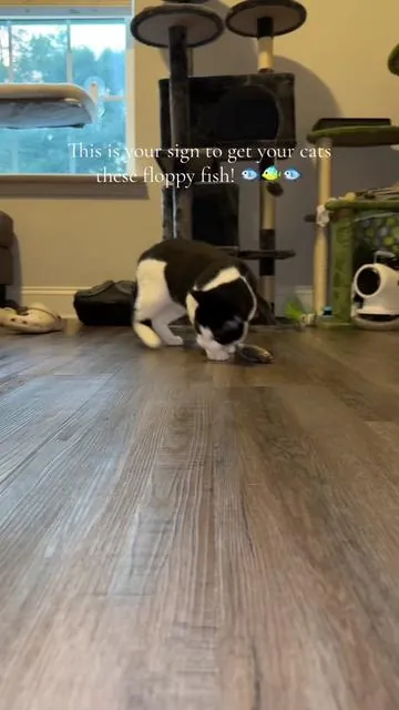 Lulu loves his new floppy fish cat toys 🐟 #floppyfish #cattoy #cattoys #cattok 