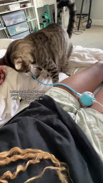 Finally found a cat toy he can interact with so cute how he tried to pull it from the charger #cat #catsoftiktok #cattoys #cattiktok #catlover 