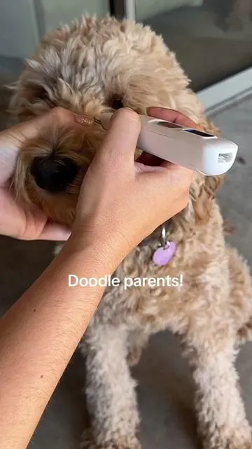 This was a game changer to make sure that we took care of her dreads and kept her comfortable. No matter how much we brush there’s always an area that we miss. #tiktokshopcreatorpicks #tiktokmademebuyit #goldendoodlegrooming #doodlegroomingtips  