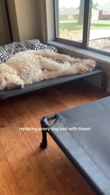 If he’s comfy I’m happy #dogbed #elevateddogbed #coolingdogbed #orthopedicdogbed #dogbeds 
