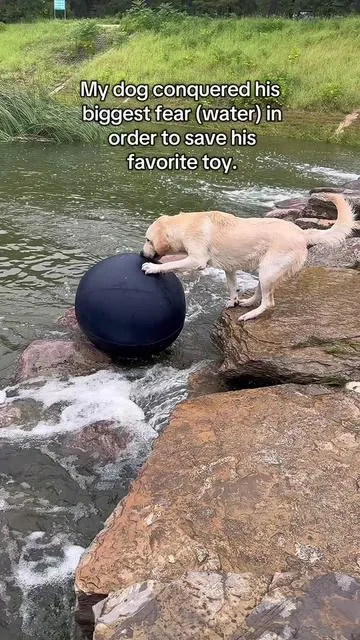 The herding ball in the water is its favorite toy, he stayed calm and went into lifeguard mode to save his prized possessions.#herdingball #dogtoy #fyp #dog #tiktokshop 