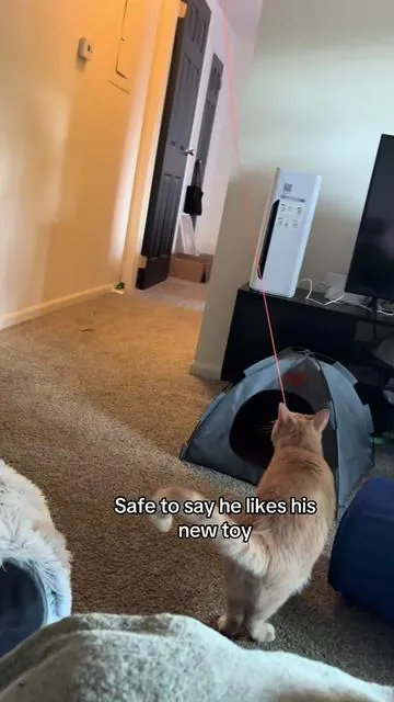 Work smarter not harder I guess #cattoy #cat #catvideo #catsoftiktok #catlover 