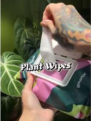 🚨My favorite plant wipes are back in stock!!!🚨 @SOUTHSIDE PLANTS  These are perfect for cleaning dirty leaves and repelling pests 💚  #houseplants #plantcare #planttips #planttricks #plantmom 