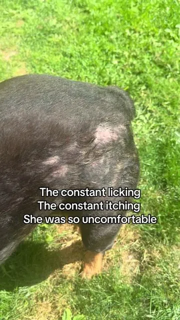 #Dogs #SalmonOil #dogsoftiktok #Itching #shedding 