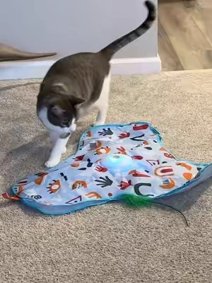 Perfect for a kitten you need to entertain or lazy cat that needs some exercise #catenrichment #cattoys #catplaying #catplaytime #cattoy 
