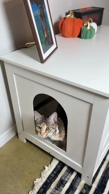 I love having the litter box hidden away and off the floor! #catlitterbox #catfurniture #endtable #litterboxhack #cataccessories 