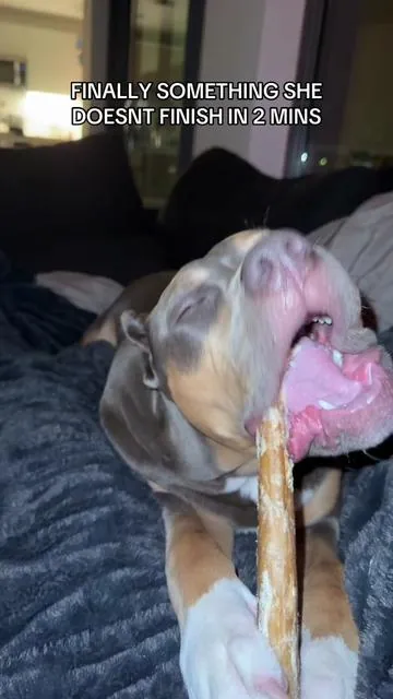#wildwolf #bullystick #dogsoftiktok #americanbully 