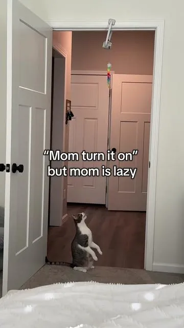 I just want to relax, he does not.  #cattoys #catteaser #catmoms #tiktokshopcreatorpicks 