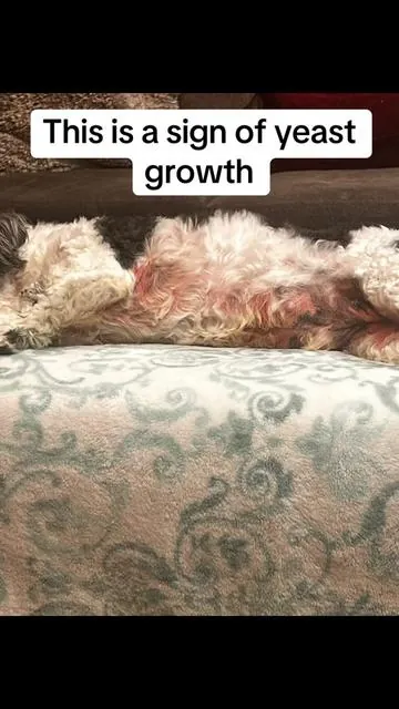 Allergies were making my dog so uncomfortable 😢 but @PetLab Co. changed everything! 🐶💛 Happier skin = happier pup. #DogMom #PetCare #DogAllergies