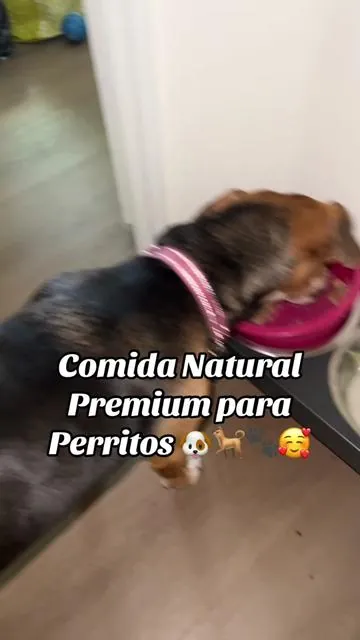 Comida premium para perritos!!! Mis bebés quieren más!! 🤩🐕🐶🐾🐾🐾🐾🐾😋😋😋😋😋 #premiumdogfood @Happy Howl #naturaldogfood #comidaparaperros #dogfood #tiktokshopdogfinds 