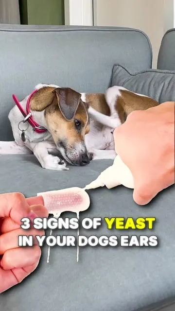 If your dog has itchy or smelly ears it could be due to a yeast imbalance... Discover how thousands of owners are targeting this frustrating issue with the help of 1 chew!