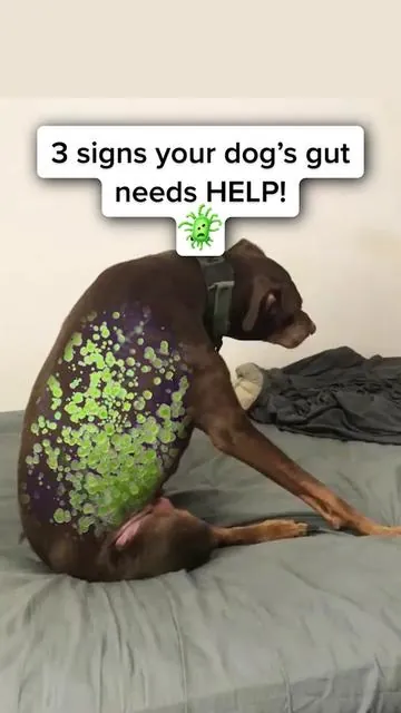 3 signs your dog’s gut might need extra support 👀