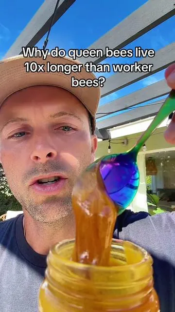 This is why Queen bees live so much longer than worker bees. Their diet, it’s that simple extremely nutritious royal jelly mixed with bee pollen #royaljelly #bees #honey #beepollen #nutrition 