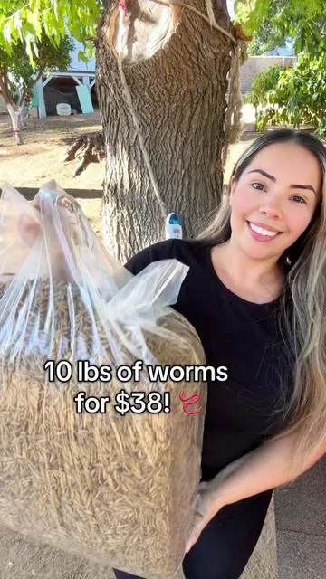 Can’t beat it! Plus all the benefits my chickens will get! 🐓🐥🪱 #priogrubs #chickenworms #chickenfood #farmlife #farmtok #chickensoftiktok #chickens #gallinas #lombricesparagallinas #comidaparagallinas #healthychickens #backyardchickens #rancho #cowboy #niñoderancho #tiktokshop 