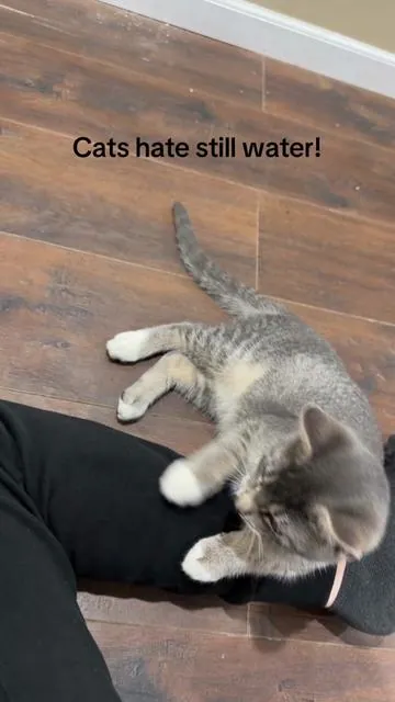 He was in need of an upgrade #cats #catsoftiktok #catfountain #waterfountain #tiktokmademebuyit 