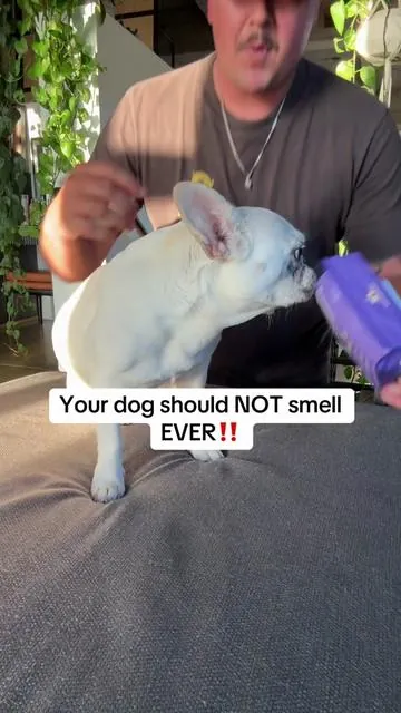 Pet glove wipes are my new favorite thing. We bring these everywhere now. #petglovewipes #cleandog #dogmom #hypoallergenic #dogsoftiktok 