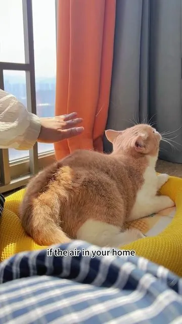 Now I’m going to show you what it looks like after using it for just one week.#kitten #cats #cat #dog