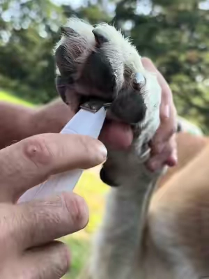 I Love This Rechargeable Pet and Paw Trimmer for My Dogs. It’s So Quiet and Gentle ❤️🐶 #pettrimmer, #doggroomingtips, #doggrooming, #doglover, #PetsOfTikTok 
