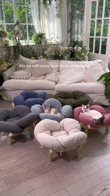 #catsoftiktok #catlover #mewo 