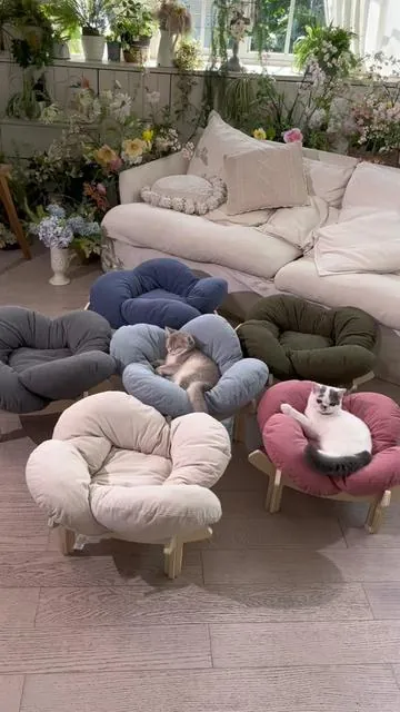 #catsoftiktok #mewo #catlover 
