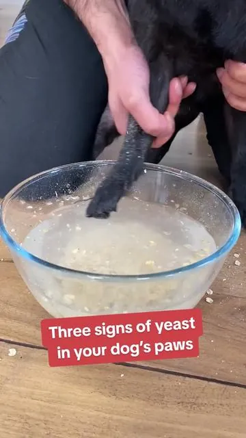 Yeasty paws aren’t just a surface issue. Supporting your dog’s gut could be the key...