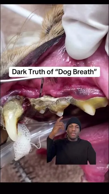 What vets aren’t telling us… #dogcare #dogdentalcare #dogdental #dogsupplements #doghealth 