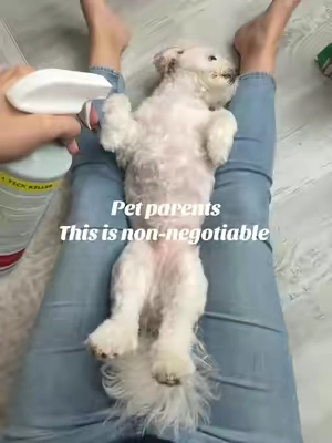 BugMD flea and tick spray for dogs #dogfleas #bugmd #bugmdfleaandtickcontrol #dogsoftiktok 