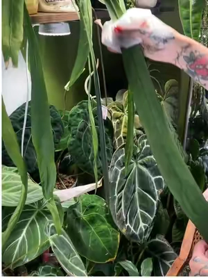 I am all for anything that makes plant chores easier 💚✨ @SOUTHSIDE PLANTS  #plantmom #plantparent #plantcollection #plantcare #planthacks 
