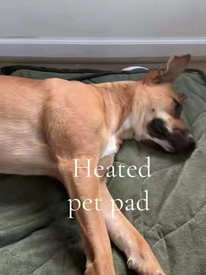 Michigan winter is no joke… this heated mat keeps me warm all day. It has overheat protection and is chew proof- don’t ask me how I know. Get one for your doggie, they deserve it #dogsoftiktok #dog #heateddogbed #dogs #doggifts 
