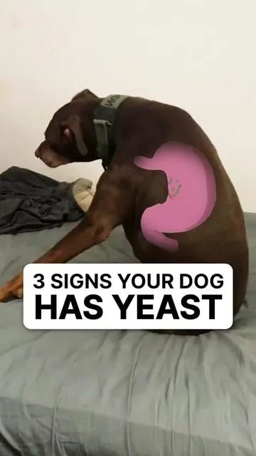 If you’ve spotted any of these 3 signs in your dog… it could be due to yeast!
