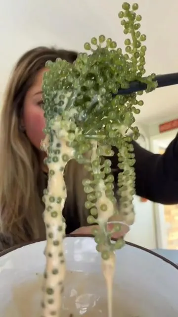 Seagrapes pt 2 #foryou #fyp #foryoupage #seagrapes #healthysnackideas 