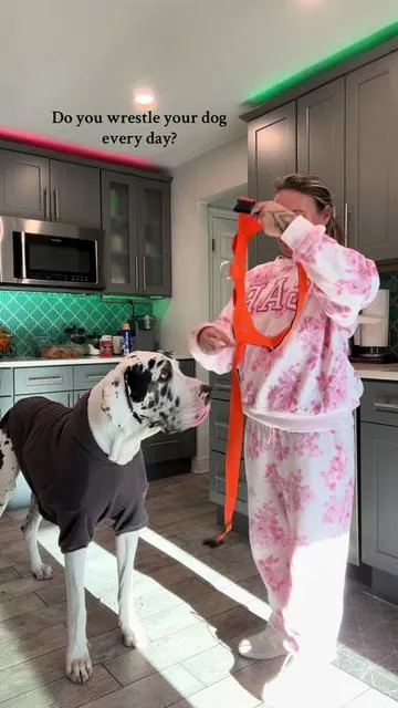 Easy harness for your big dog! Takes 1 minute to put on with one buckle. No pull, adjustable and the color selection is stellar! #tiktokshopblackfriday #harness #sale #dogmom #greatdane 