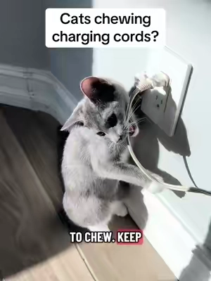 Replying to @Beth K 🐱📚 FREE SHIPPING WHILE IT LASTS! These chew ropes are perfect to keep your cat away from your charging cords while keeping their teeth healthy! #chewtoy #cattoys #chewrope #catsoftiktok #kittensoftiktok 