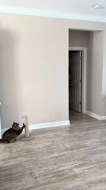 This Cat Scratch Post is AMAZING!!! 😻 #fyp #cat #tiktokshop #catsoftiktok #cattok 