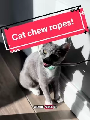 Replying to @c.soles These are much better for cats than charging cords! And these chew ropes clean their teeth! Free shipping today. #cattoys #chewtoy #tiktokshopblackfriday #catsoftiktok #kittensoftiktok 