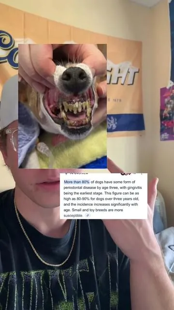 #gingivitis #dogsupplements #dog #doghealth #TikTokShopCreatorPicks 