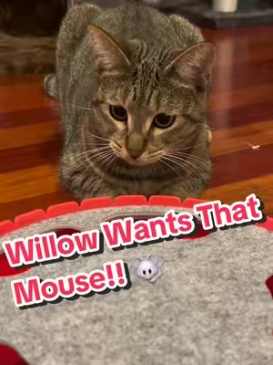 Try To Catch Me Mouse Toy For Cats! 😻 #cattoys #cattoy #catplaying #catsoftiktok #catlover 