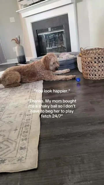 The VIRAL dog toy for a reason🎾 #dogtoy #viraltoys #shakyball #dogball #dogtok 