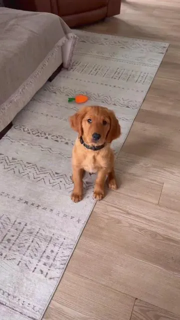 Livin lavish 😎 Thanks @FXW !! To my puppy friends…tell your pawrents to click the link! 😁 #upgrade #fxw #fyp #goldenretriever #puppy 