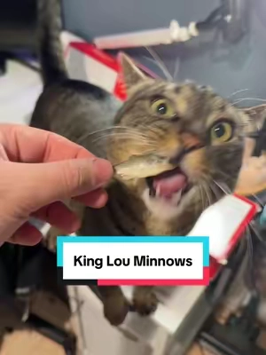 They love these.❤️👏 #catparent #catowners #cattreats #tiktokshopblackfriday #tiktokshopcreatorpicks 