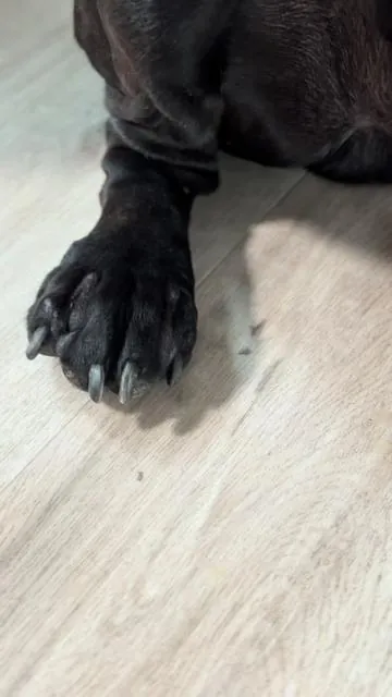 We are so glad we finally found something that works! Month 2 ✌🏾  #tiktokshopblackfriday #tiktokshopcybermonday #tiktokshopcreatorpicks #Bigdogs #PetCare 
