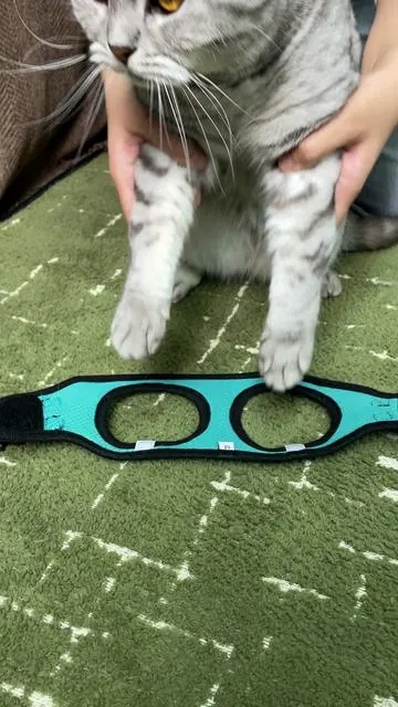 If your cat hates harnesses… this one will change everything.#TikTokShopBlackFriday #catharness #catlife #petproducts #catlover 