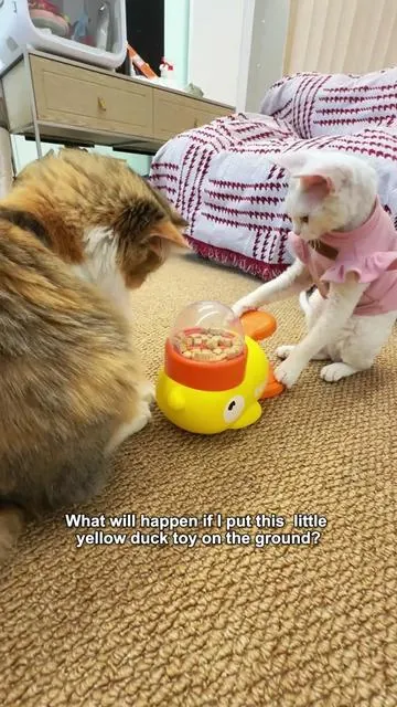 The little society of cats is so interesting! #CatSnackTime #BigCatLittleCatDrama #InteractiveCatToy #HyperactivePet #PetTikTok 