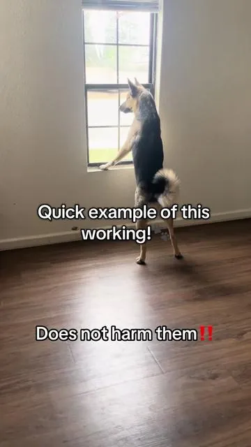 This anti barking device is gonna help us with this loud boy! I don’t mind him barking but this fool does it alottttt like sir please let people walk by in peace😂  Can be used to aid in you training your doggo! For dogs over 6 months as under 6 months doesn’t have the same hearing yet! Not recommended to use for long periods of time !  #fyp #antibark #dogmom #louddog #barking 